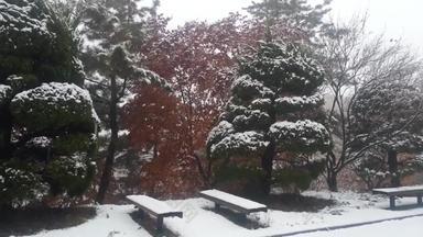 视图雪地面树公共公园冬天降雪季节